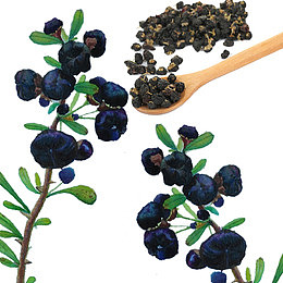 养生野生黑枸杞干湿实物