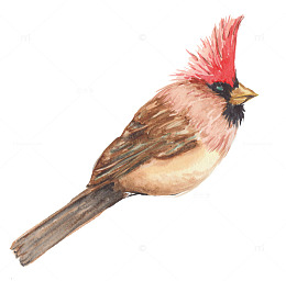 手绘红雀