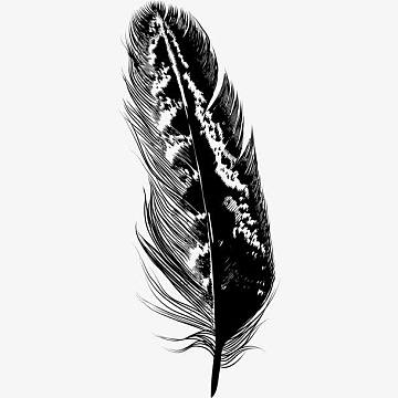 羽毛纹理矢量插画