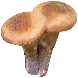 野生榛蘑
