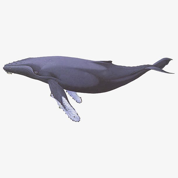 卡通一只蓝色的座头鲸自然生物插