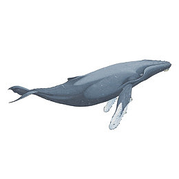 卡通一只蓝色的座头鲸生物保护宣