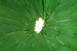 端午节粽叶免抠PNG
