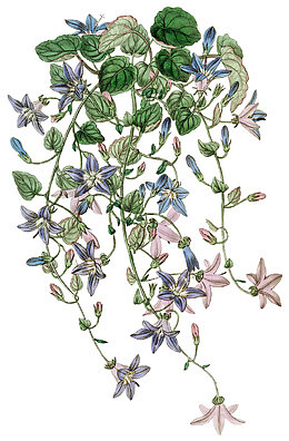 垂藤上的花朵