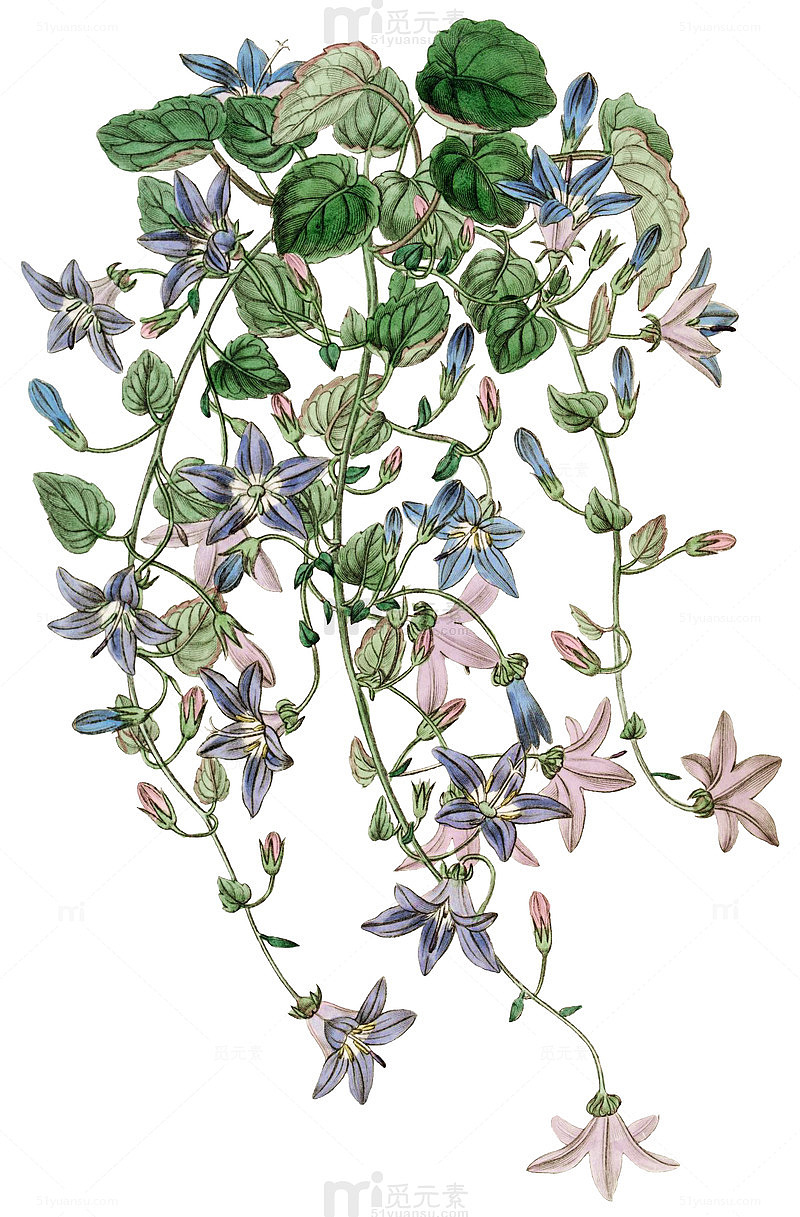 垂藤上的花朵