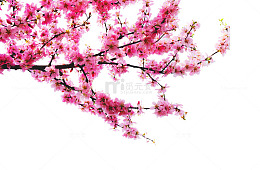梅花