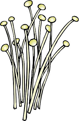 简笔画食材金针菇