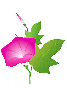 带叶向左的牵牛花
