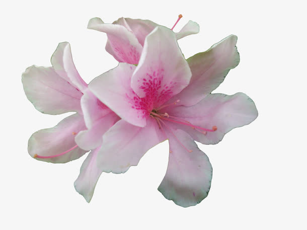 关键词 : 三朵杜鹃花,浅粉色,花蕊红色花,花蕊,绽放,盛开,花开,花瓣