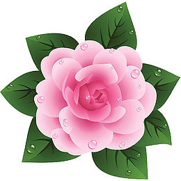 一朵粉色的布满水珠的山茶花插画