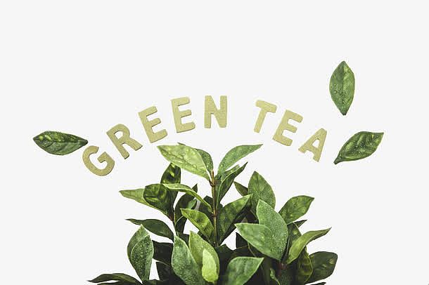 绿茶英文字母