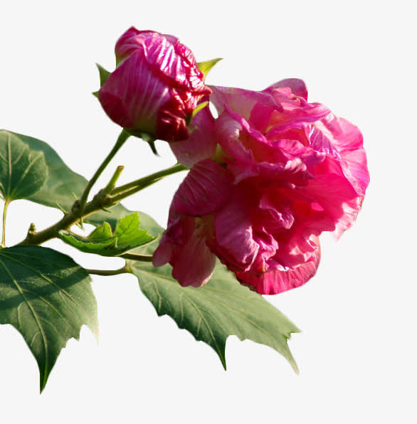 唯美粉色凋谢的芙蓉花