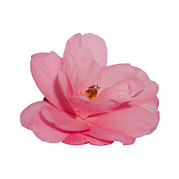 一朵盛开的粉色山茶花配图免抠