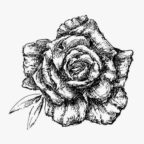 黑白卡通玫瑰花手绘