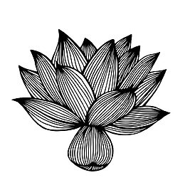 手绘线条莲花