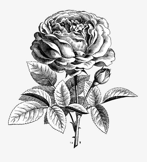 手绘黑色线条玫瑰花