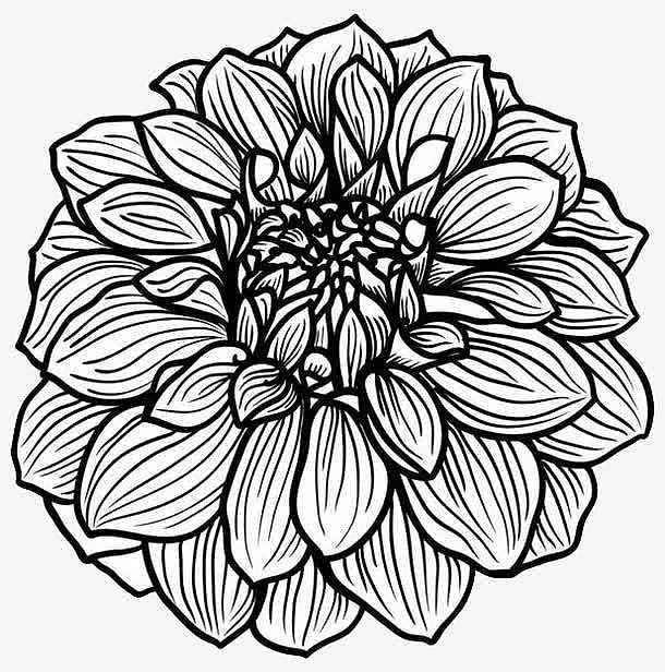 手绘线描菊花
