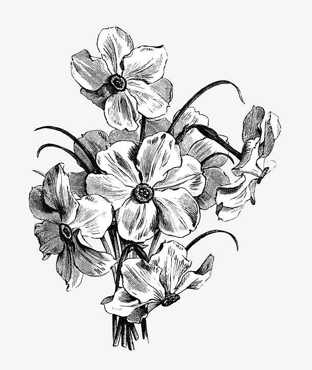 手绘黑白线条花卉