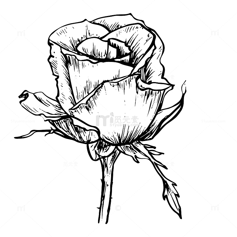 黑白卡通花草手绘素描玫瑰花