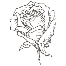 玫瑰花素描
