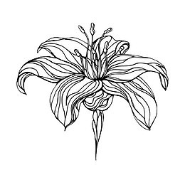 黑色线描花卉