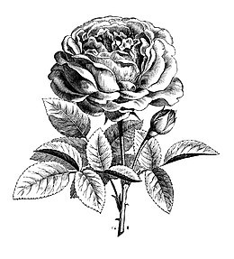 手绘黑色线条玫瑰花