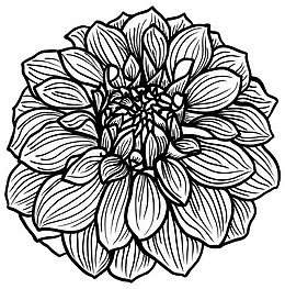 手绘线描菊花