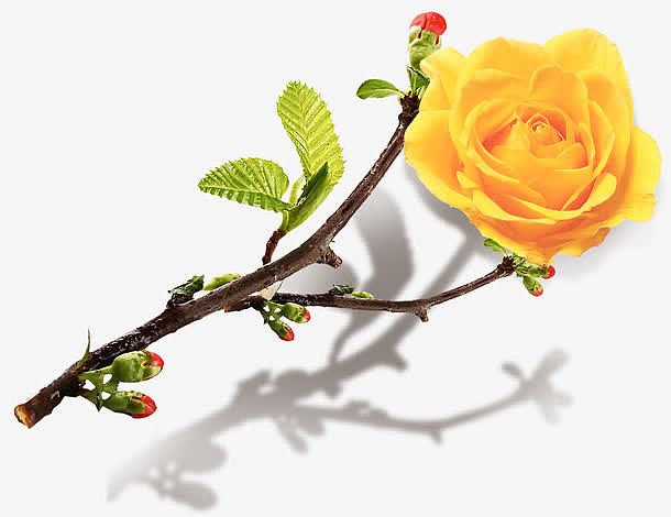 装饰手绘黄玫瑰鲜花素材