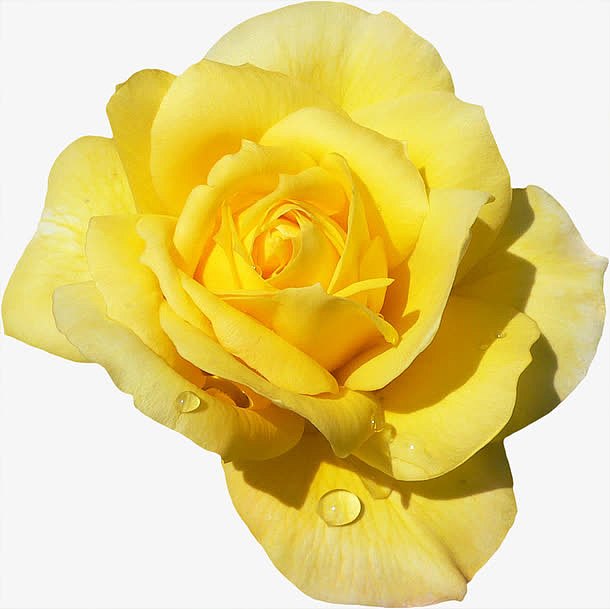 带水滴的新鲜黄玫瑰