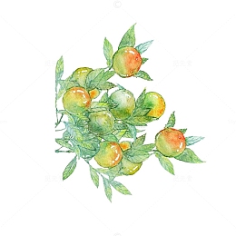 青柑插画
