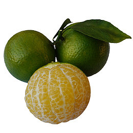 青色皇帝柑手剥橙带枝叶实物免抠