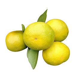 皇帝柑带叶子实物免抠