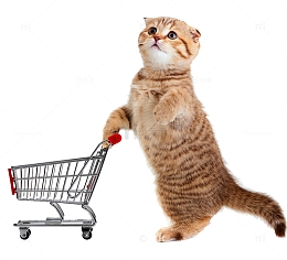 小猫购物车