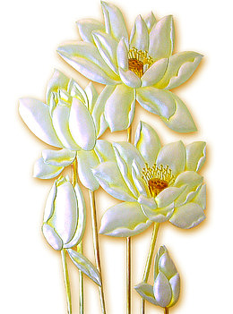 家和富贵白色睡莲花
