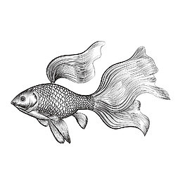 矢量手绘斗鱼