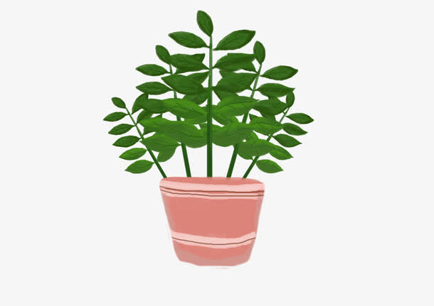 手绘绿色发财树