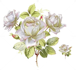 元素插画手绘玫瑰花