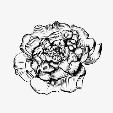 一朵花手绘黑白莲花