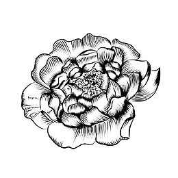 一朵花手绘黑白莲花