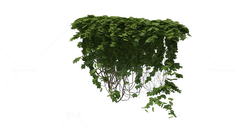 叶子满墙绿色垂吊植物