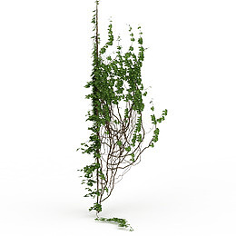 多根满墙绿色垂吊植物