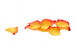 黄色玫瑰花瓣