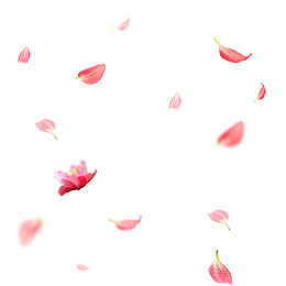 散落唯美花瓣设计元素