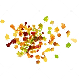 散落的红黄绿色扁平化唯美枫树叶