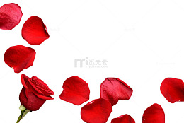 散落的玫瑰花瓣