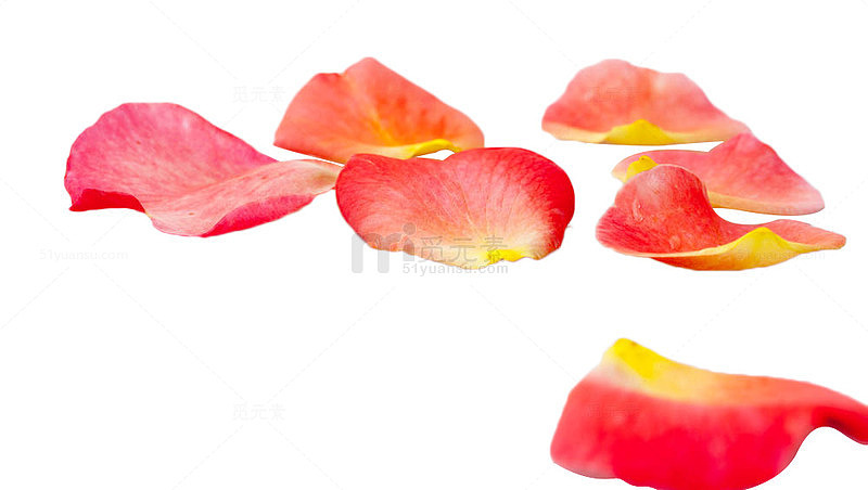 粉色玫瑰花瓣