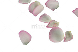 白色散落花瓣