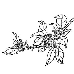 桂花花瓣素材背景