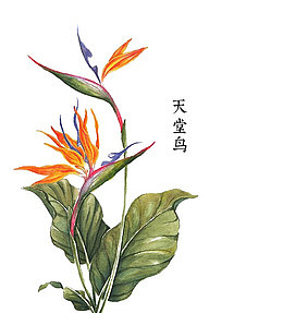 天堂鸟