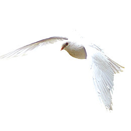 展翅翱翔的白鸽